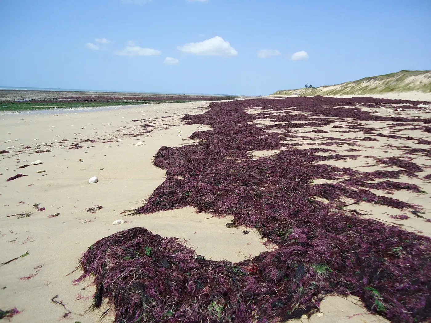 Laisse de mer sur une plage de la Méditerranée
